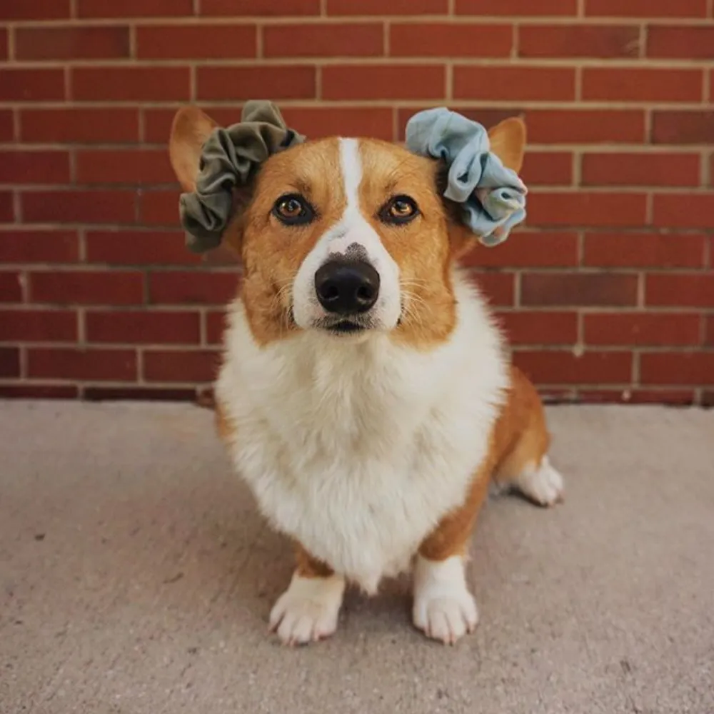 Olive Solid   Florals Scrunchies Set